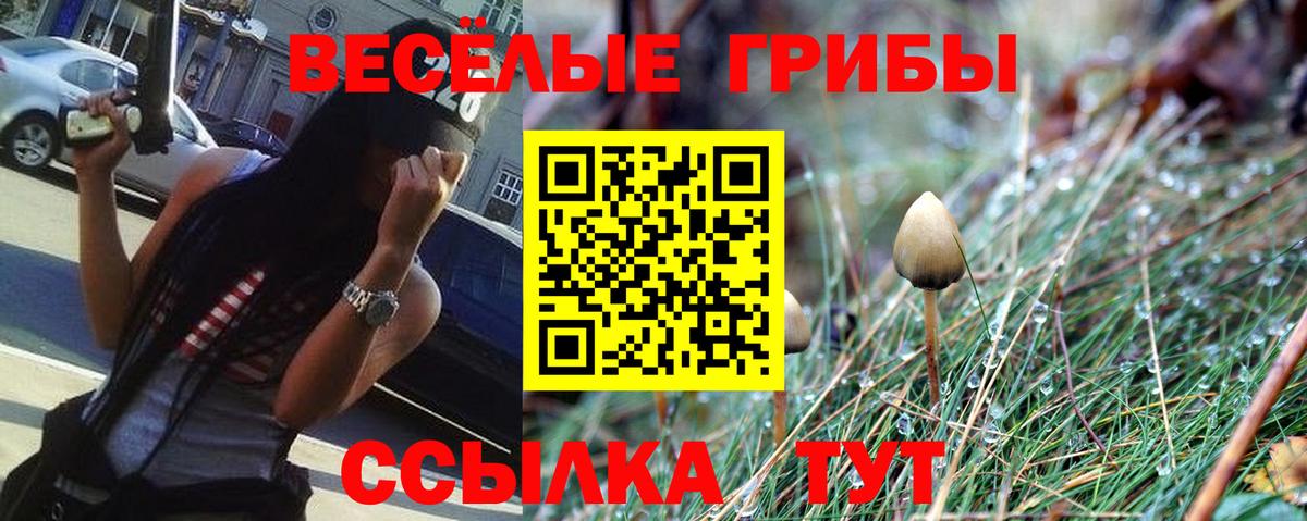 Костомукша  Псилоцибиновые грибы прущие грибы  Вход с VPN  Псилоцибиновые грибы Psilocybine cubensis 